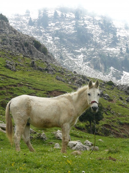 White mule in the Dunnieh Mountains, North Lebanon