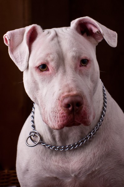 White Pitbull