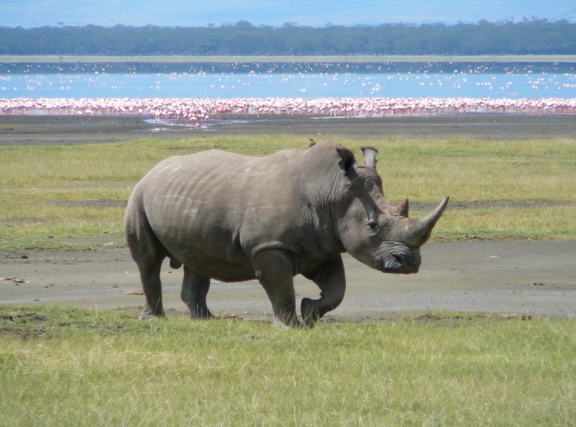 White Rhino in Lake Nakuru 3
