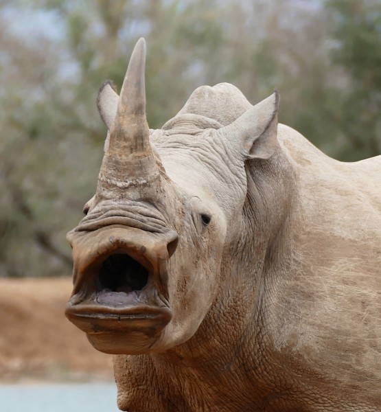 White Rhinoceros (Ceratotherium simum) (30008359716)
