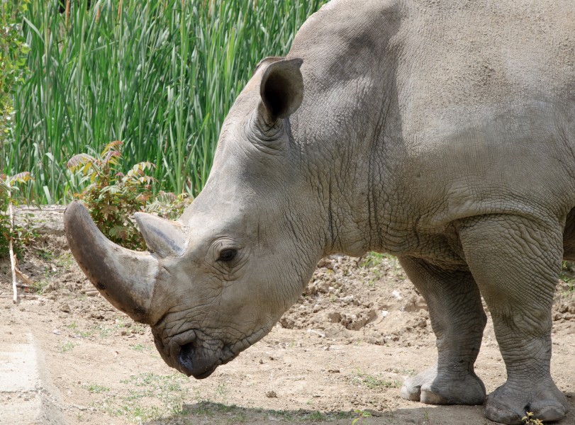 White rhinoceros head - Sofia zoo