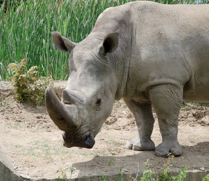 White rhinoceros head - Sofia zoo - 2