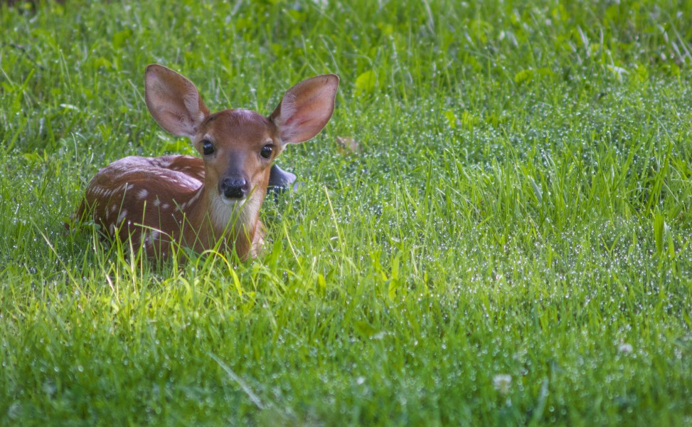 White-tailed Deer Fawn 2018 Oak Ridge (41659522980)