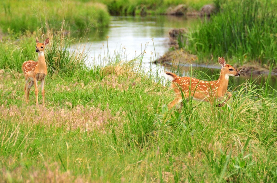 White tailed deer fawns Lacreek NWR 02 (14263049336)