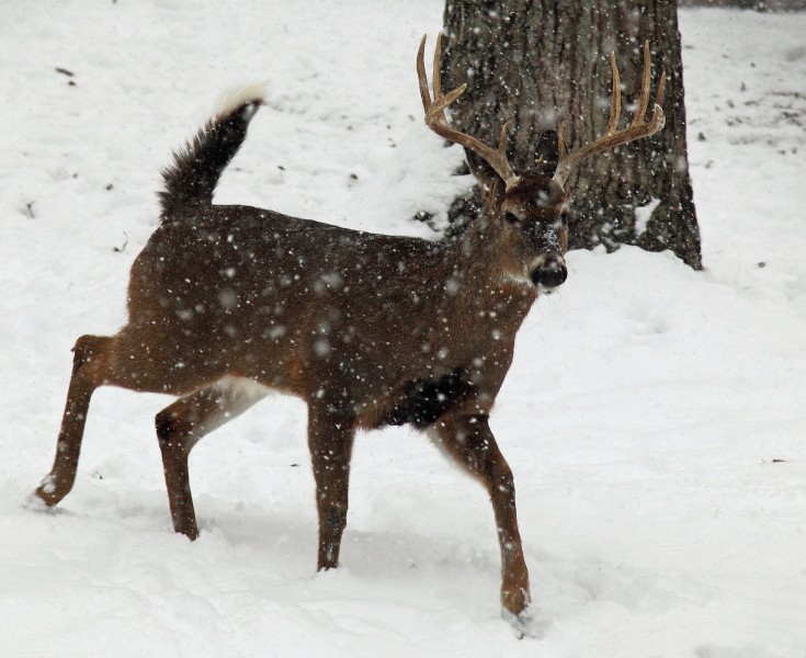 Whitetail-buck-running-snow - West Virginia - ForestWander