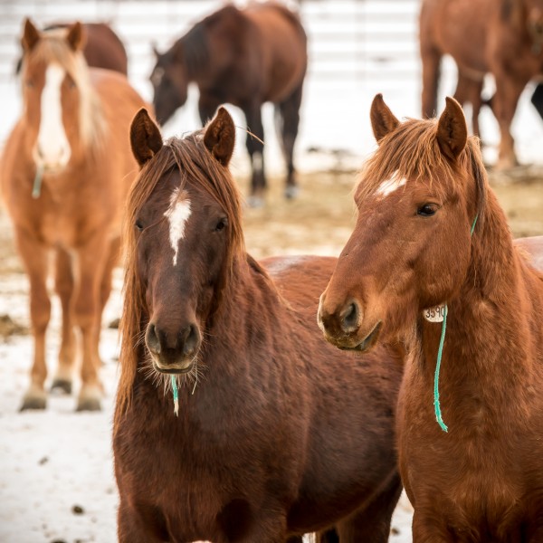 Wild Horse Corral Facility - Hines, Oregon (32633534171)