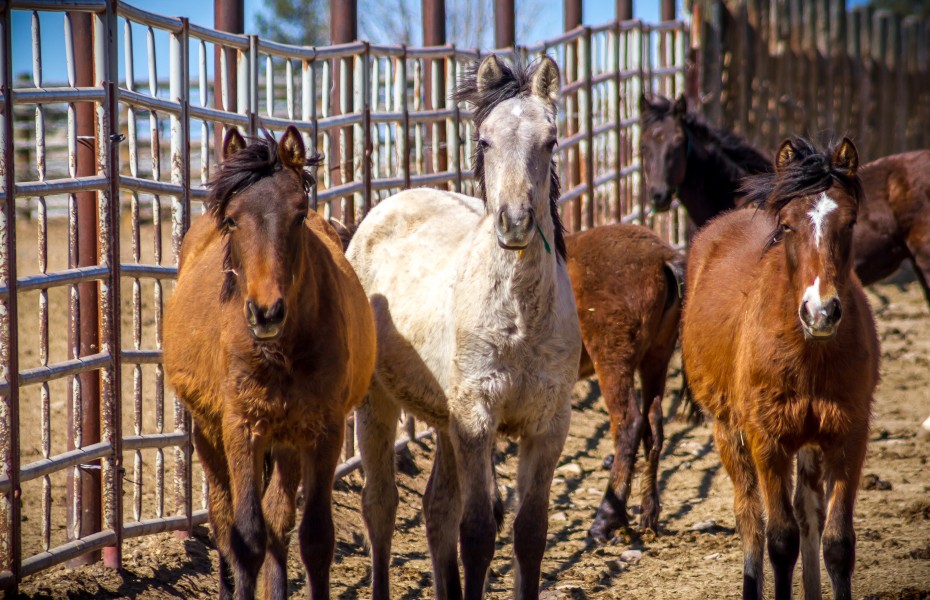 Wild Horse Corral Facility - Hines, Oregon (32633751291)
