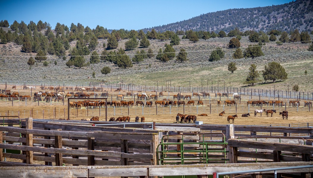 Wild Horse Corral Facility - Hines, Oregon (32716141376)