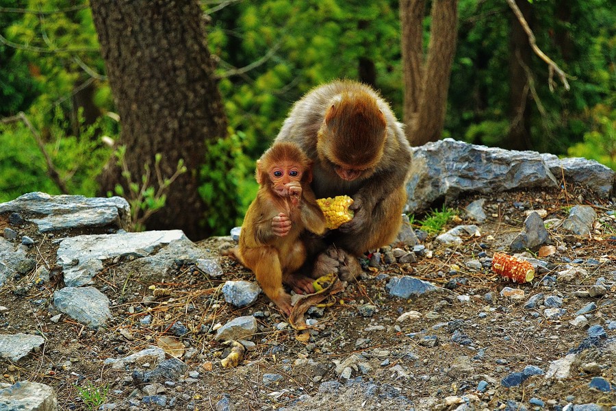Wild infant monkey with its mother.