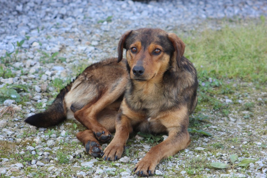 Wild lebender Hund in Bosnien