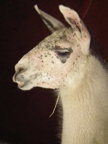 Wildpark Pforzheim Kopf Lama