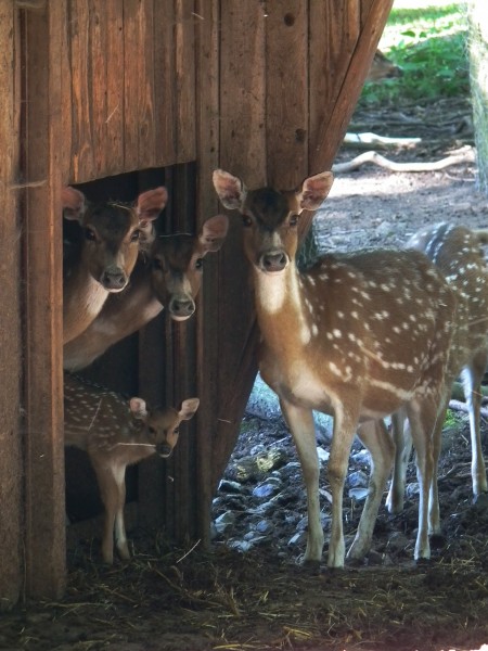 Wildpark Pforzheim neugierige Axishirsche