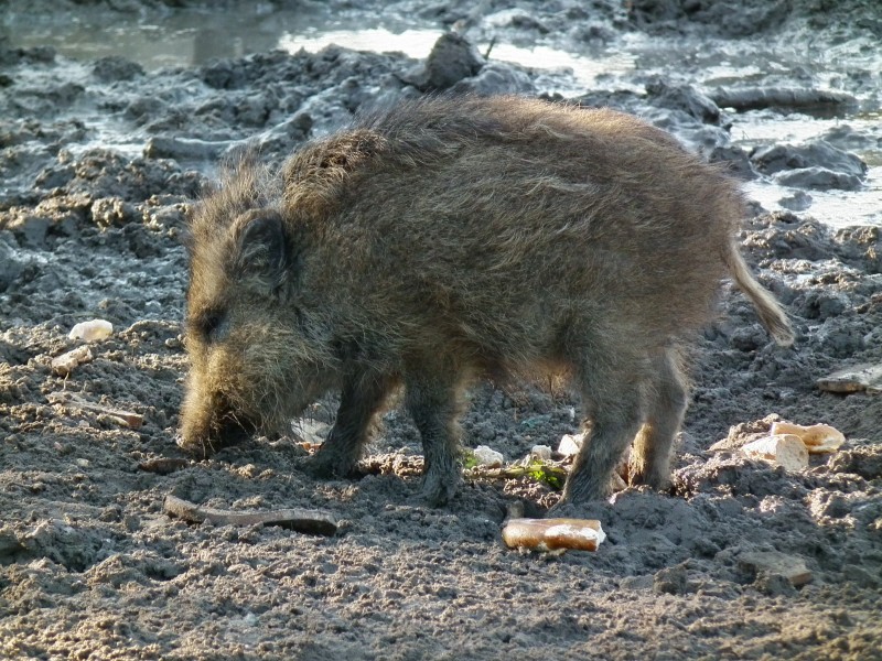 Wildschwein Jungtier aus dem letzten Jahr