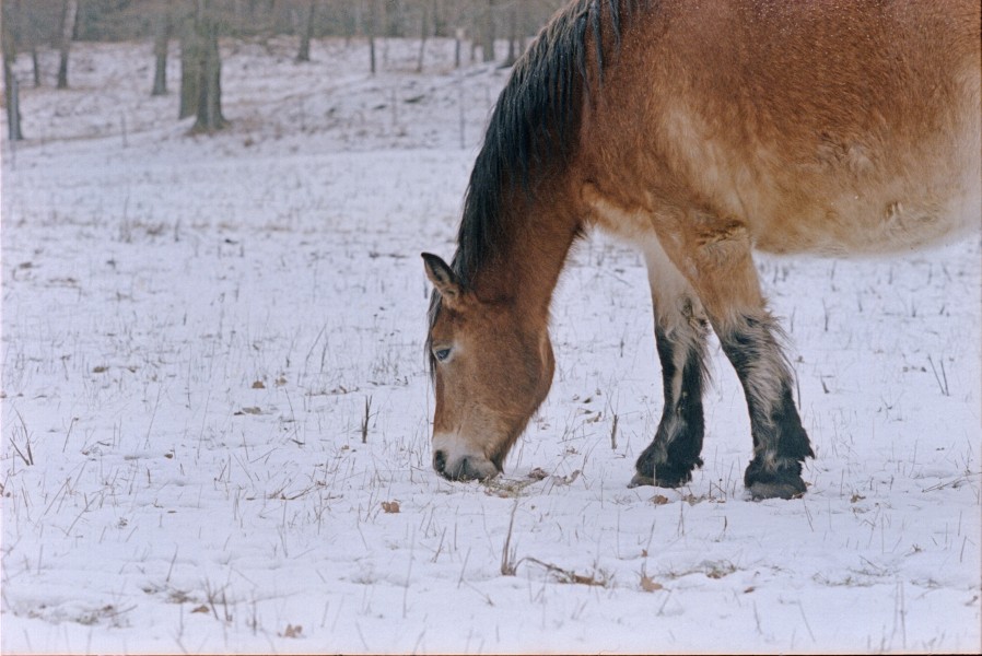 Winter (39734057174)
