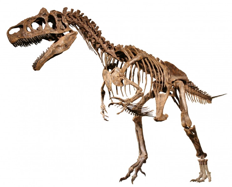 WLA hmns Allosaurus White Background