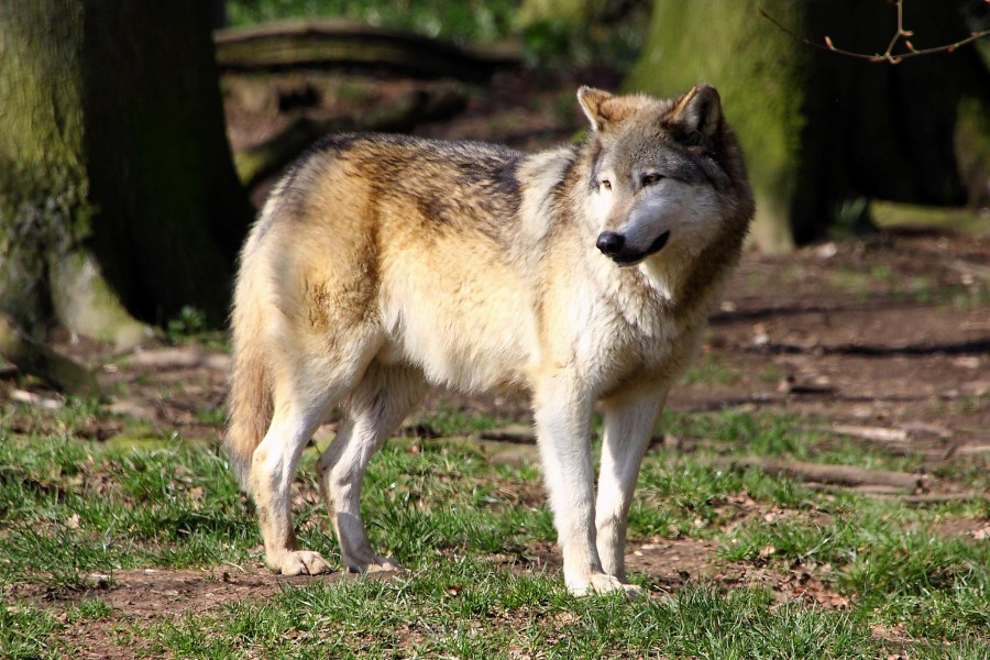 Wolf - Whipsnade Zoo - March 2011 (5543990547)