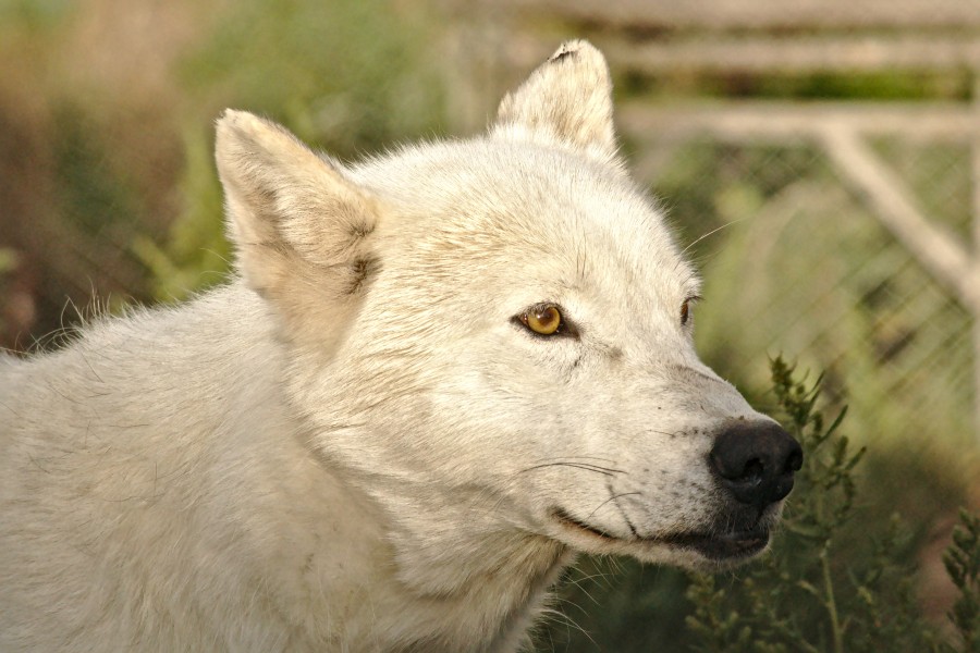 Wolf 