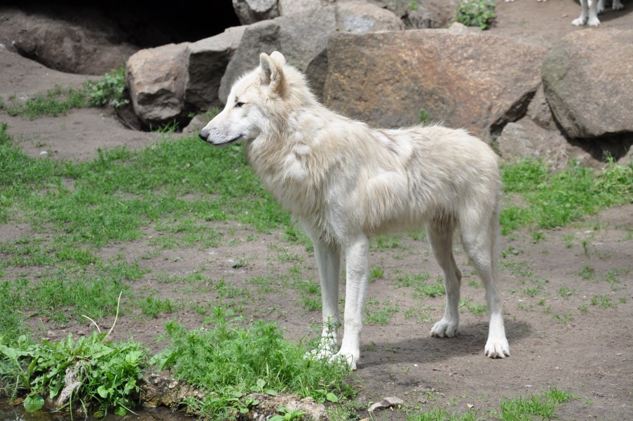 Wolf Berlin Zoo