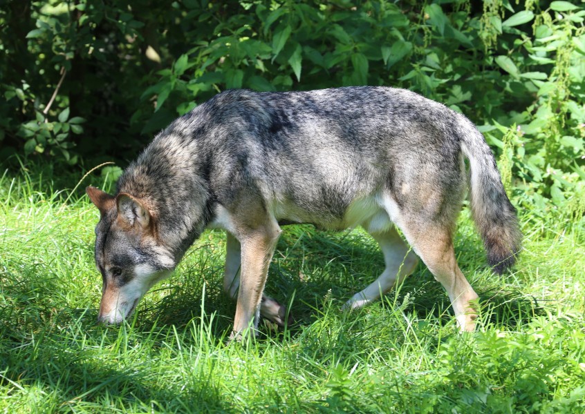 Wolf Canis lupus lupus Tierpark Hellabrunn-3