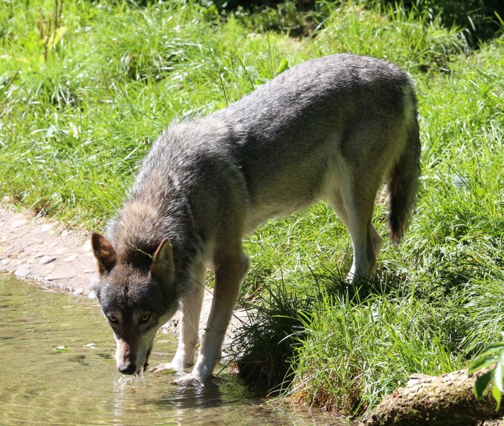 Wolf Canis lupus lupus Tierpark Hellabrunn-7