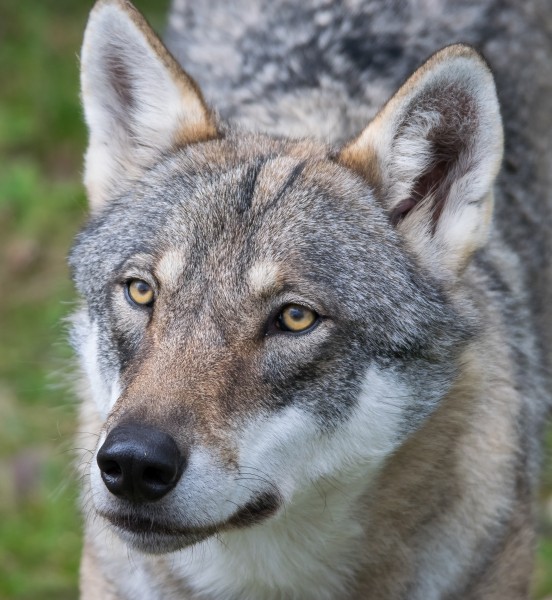 Wolf getting food at Orsa Rovdjurspark (14911869648)