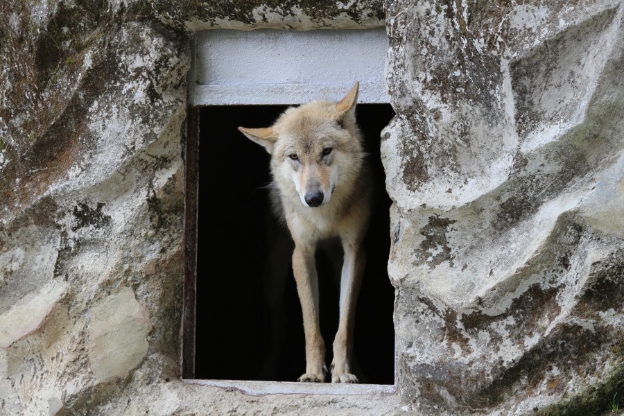 Wolf in his cage