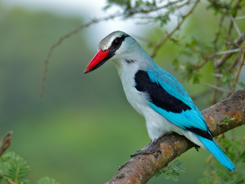Woodland Kingfisher (Halcyon senegalensis) (13851371514)