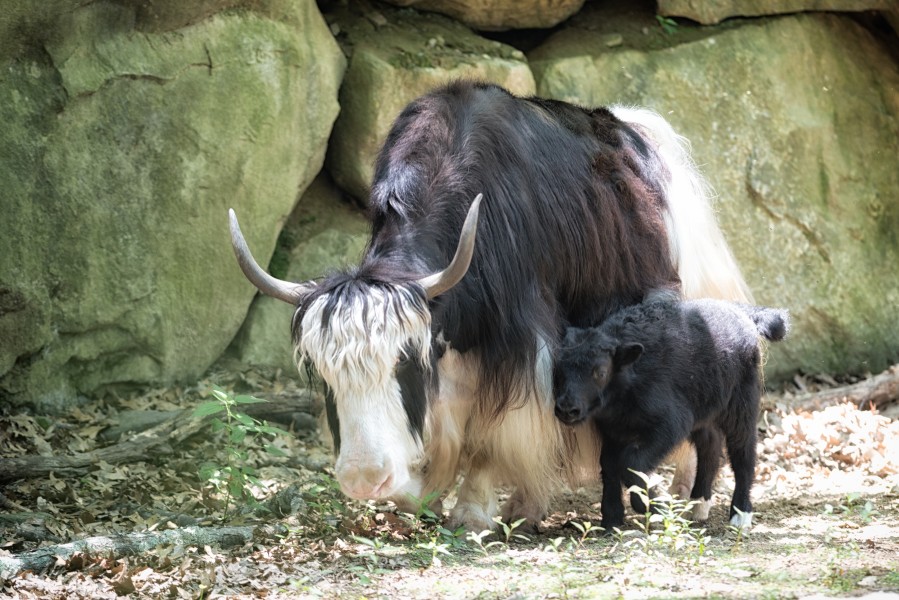 Yak Mom and Calf Approaching (20441972960)