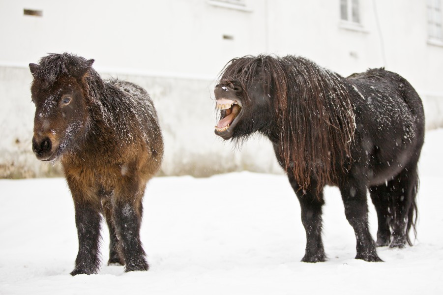 Yawning horse in Norway 1
