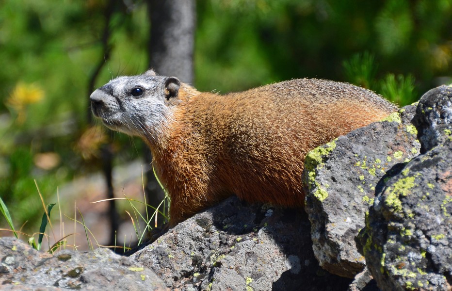Yellow-bellied marmot in Yellowstone Park