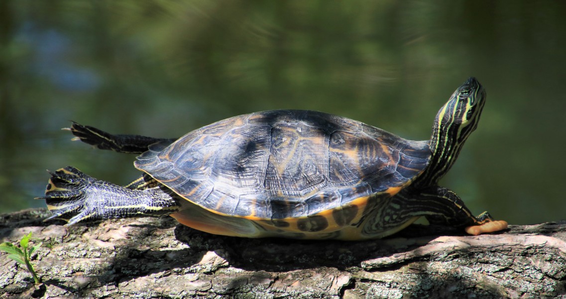 Yellow-bellied slider (AP4N2407 1PS) (26812004507)