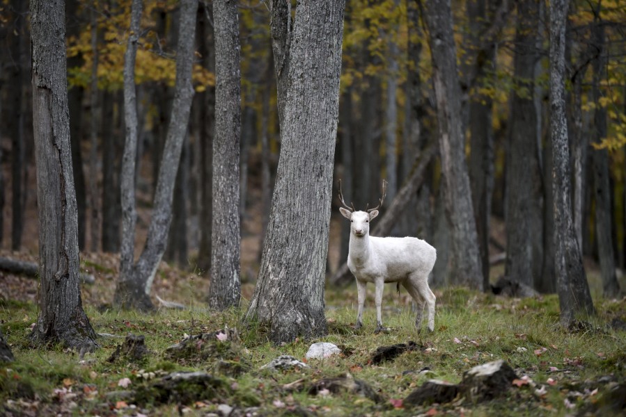 Young albino elk