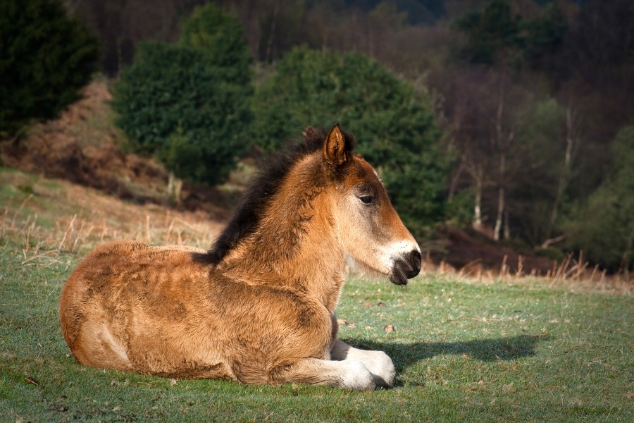 Young pony on Quantock Hills