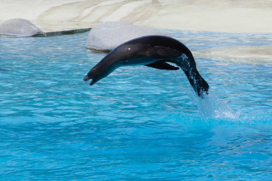 Zalophus californianus (Otarie de Californie) - 418