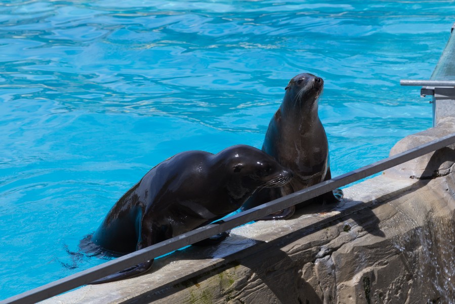 Zalophus californianus (Otarie de Californie) - 422