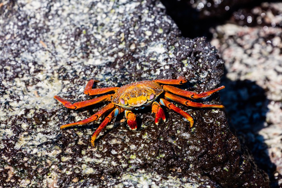 Zayapa (Grapsus grapsus), Cerro Brujo, isla de San Cristóbal, islas Galápagos, Ecuador, 2015-07-24, DD 149