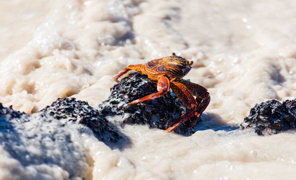 Zayapa (Grapsus grapsus), Cerro Brujo, isla de San Cristóbal, islas Galápagos, Ecuador, 2015-07-24, DD 151