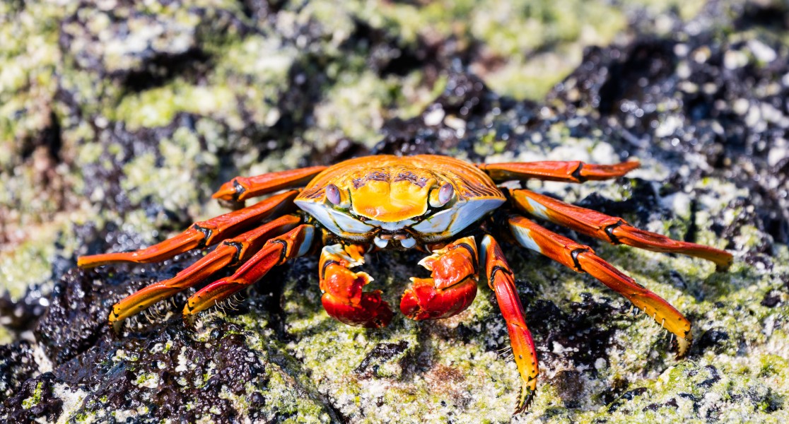 Zayapa (Grapsus grapsus), Las Bachas, isla Baltra, islas Galápagos, Ecuador, 2015-07-23, DD 22