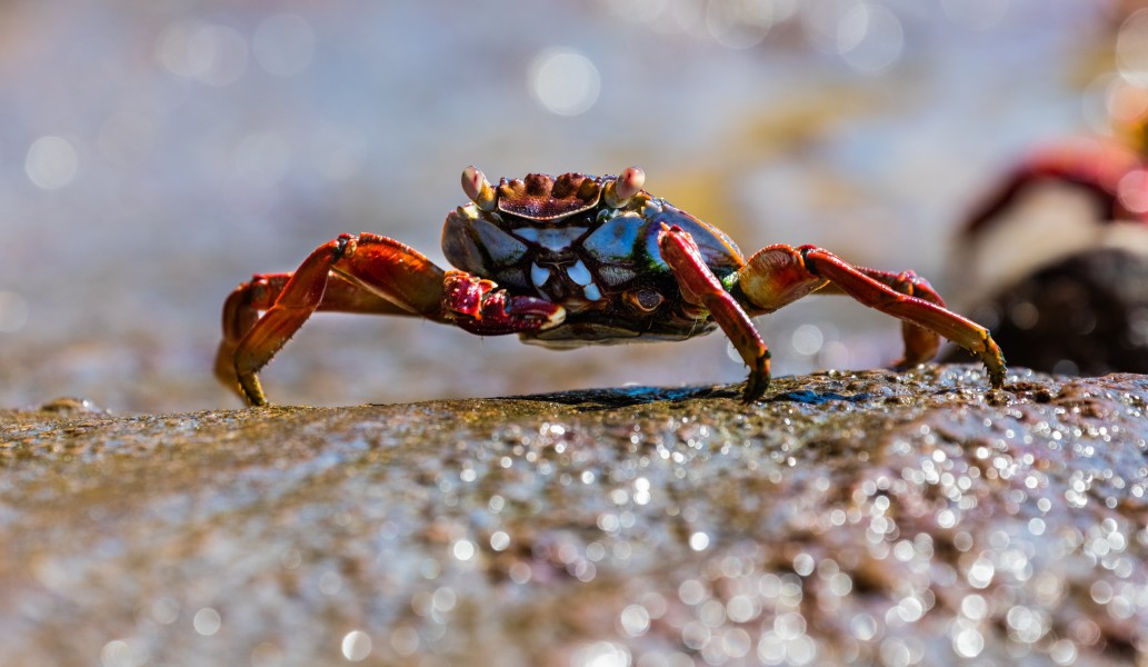 Zayapa (Grapsus grapsus), Punta Pitt, isla de San Cristóbal, islas Galápagos, Ecuador, 2015-07-24, DD 83