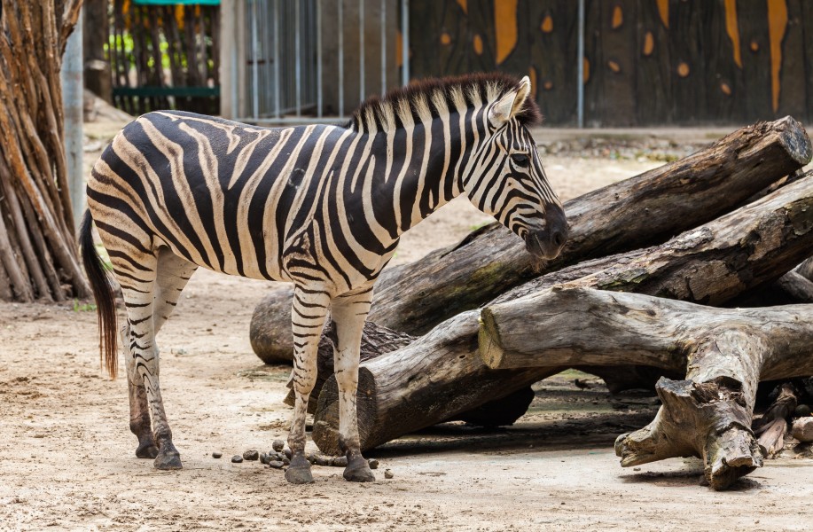 Zebra (Equus quagga burchellii), Zoo de Ciudad Ho Chi Minh, Vietnam, 2013-08-14, DD 02