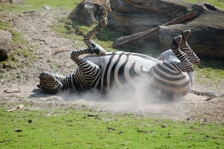 Zebra Allwetterzoo Münster