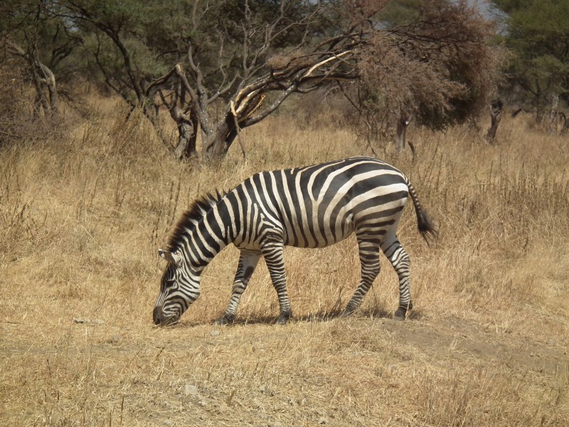 Zebras in Tanzania 0489 Nevit