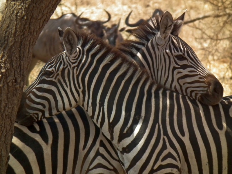 Zebras in Tanzania 0491 Nevit