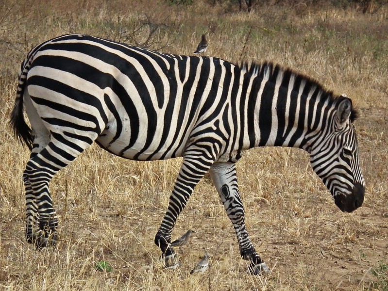 Zebras in Tanzania 0911 cropped Nevit