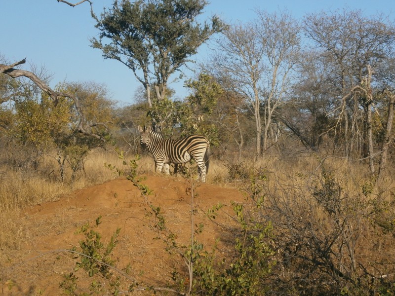 Zebras in the bush 02