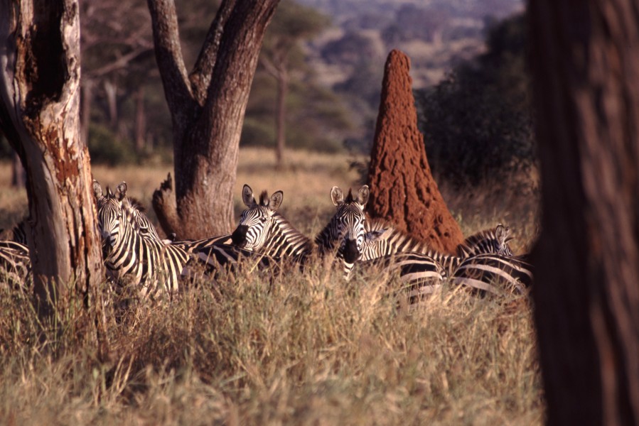 Zebras Termite Mound