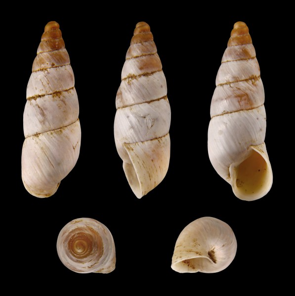 Zebrina caesia 01