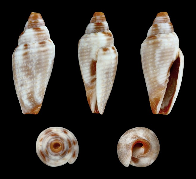 Ziba bacillum 01