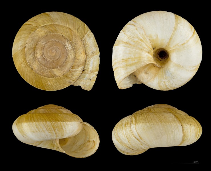 Zonites algirus MHNT.ZOO.2005.0.181