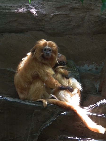 Zoo Landau Goldgelber Löwenaffe